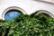 Lush green ivy and evergreen arborvitae juniper detail with stone wall and windows