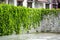 Lush green ivy is growing and covering granite stone wall house with neighborhood houses in the background in sunshine day