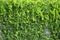 Lush green ivy is growing and covering granite stone wall house with neighborhood houses in the background in sunshine day