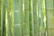 Lush green Japanese Bamboo forests background