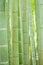 Lush green Japanese Bamboo forests background