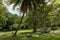 a lush green jungle with large palm trees and rocks in the grass