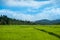 Lush green kerala watered paddy field, close up with view of surrounding nature. Rice is the main agricultural resource of the