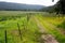 Lush green landscape with pastoral fields and dirt track