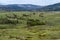 Lush green landscape view of Hayden Valley in Yellowstone National Park