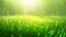 Lush green lawn close up with vibrant grass bathed in warm sunlight. Generative AI realistic illustration