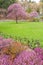 Lush green lawn and Heather flower bed. Spring time Garden in Victoria, Canada