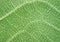 Lush green leaf closeup background or texture