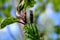 Lush green leaf on tree in summer sunny forest