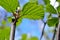 Lush green leaf on tree in summer sunny forest