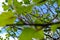 Lush green leaf on tree in summer sunny forest