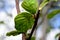 Lush green leaf on tree in summer sunny forest