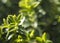 Lush green leaves on blurred greenery background. Beautiful buxus leaf texture in sunlight. Natural bokeh background