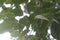 lush green leaves  covering the sunshine  in the villa courtyard