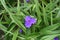 Lush green leaves and purple flower of Virginia spiderwort