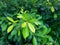 Lush green leaves with water droplets on the surface