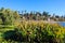 Lush green leaving growing in the middle of the lake at Echo Park Lake