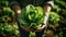 Lush Green Lettuce Nestled in Gentle Hands, Flourishing in Fertile Garden Soil from an Aerial Perspective.