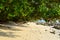 Lush Green Mangrove Tree on Sandy Beach, Havelock Island, Andaman Islands, India