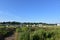 Lush Green Marsh Grass Along Duxbury Bay