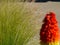 lush green Mexican Feather Grass. blurred orange torch flower and concrete pavement background