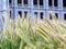 lush green Mexican long grass in closeup view. fine details. plants and gardens. stone building elevation beyond