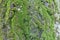 Lush green moss on bark of silver poplar