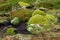 Lush green nature background of assorted mosses, lichens, and low growing plants, Falkland Islands