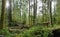 A lush green old growth forest, saplings and fallen trees