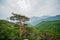 Lush Green Ð¡oniferous Forest in Seoraksan National Park, South Korea