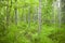 Lush green, overgrown Alaskan woodland forest