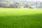 Lush Green Paddy Field