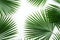 Lush Green Palm Leaves - Stand Out with Natural Beauty and Color