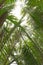 Lush, green palm tree leaves canopy in the jungle. Low angle view.