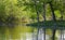 Lush green park and tree reflections