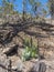 Lush green pine sprouts at Nature park Tamadaba year after wildfire, partially burnt forest renewal. selective focus