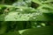 Lush green plant leaves with water droplets