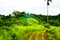 Lush green plantation walking track in the rain forest tropical jungle