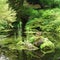 Lush green pond in toronto high park