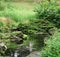 Lush green pond in toronto high park