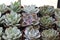 Lush green potted succulents for sale