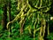 Lush Green Rain Forest in Coastal Alaska