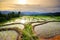 Lush green rice field. Chiang Mai. Thailand.