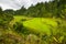 Lush green rice field, expansive landscape in Indonesia
