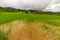 Lush green rice field, expansive landscape in Indonesia