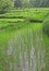 Lush green rice fields & paddy cultivation