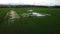 Lush green rice fields seen from an aerial perspective