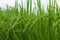 Lush green rice fields, small plots cultivated
