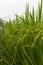 Lush green rice fields, small plots cultivated