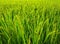 Lush green rice fields,small plots cultivated by nature.